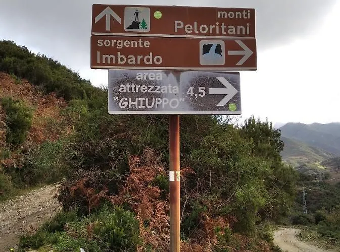 Chorisia * مسينا